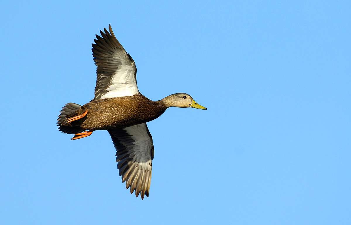 Black duck numbers remain low in the Chesapeake Bay region, but hunters are enjoying fair to good diver and wood duck action from Virginia into Florida. Photo © Images on the Wildside