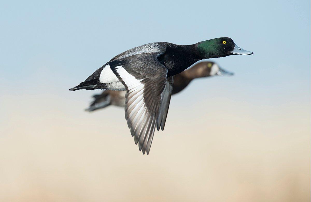 November: Bluebills and Canvasbacks