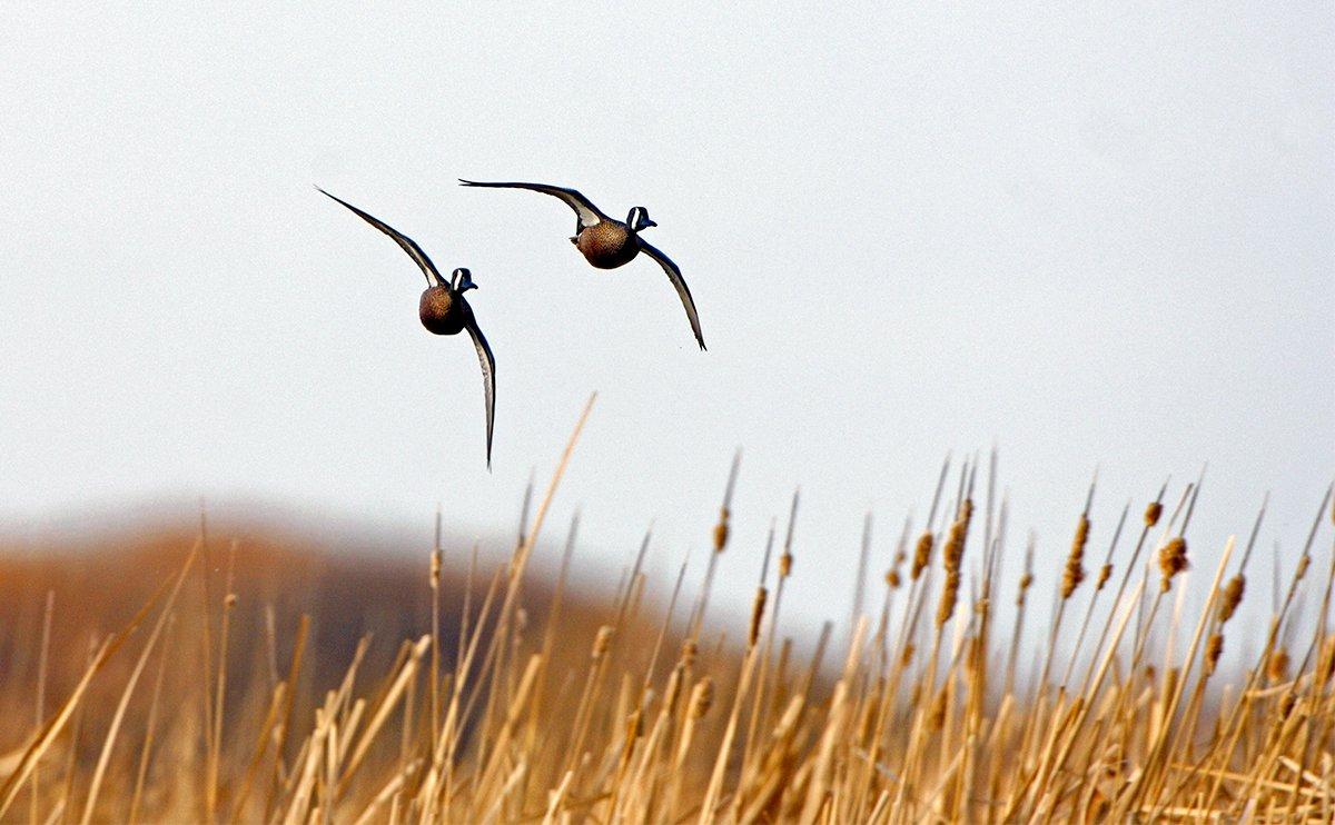 Blue-winged teal begin migrating southward in mid- to late August. Late-summer cold fronts can move them in great numbers. Photo © Images on the Wildside