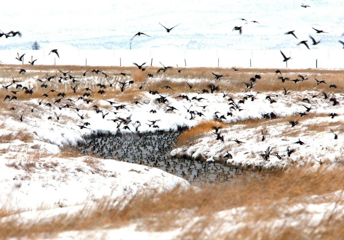 Puddle ducks often follow topographical and water features while flying to and from roosting and feeding areas. Photo © Images on the Wildside