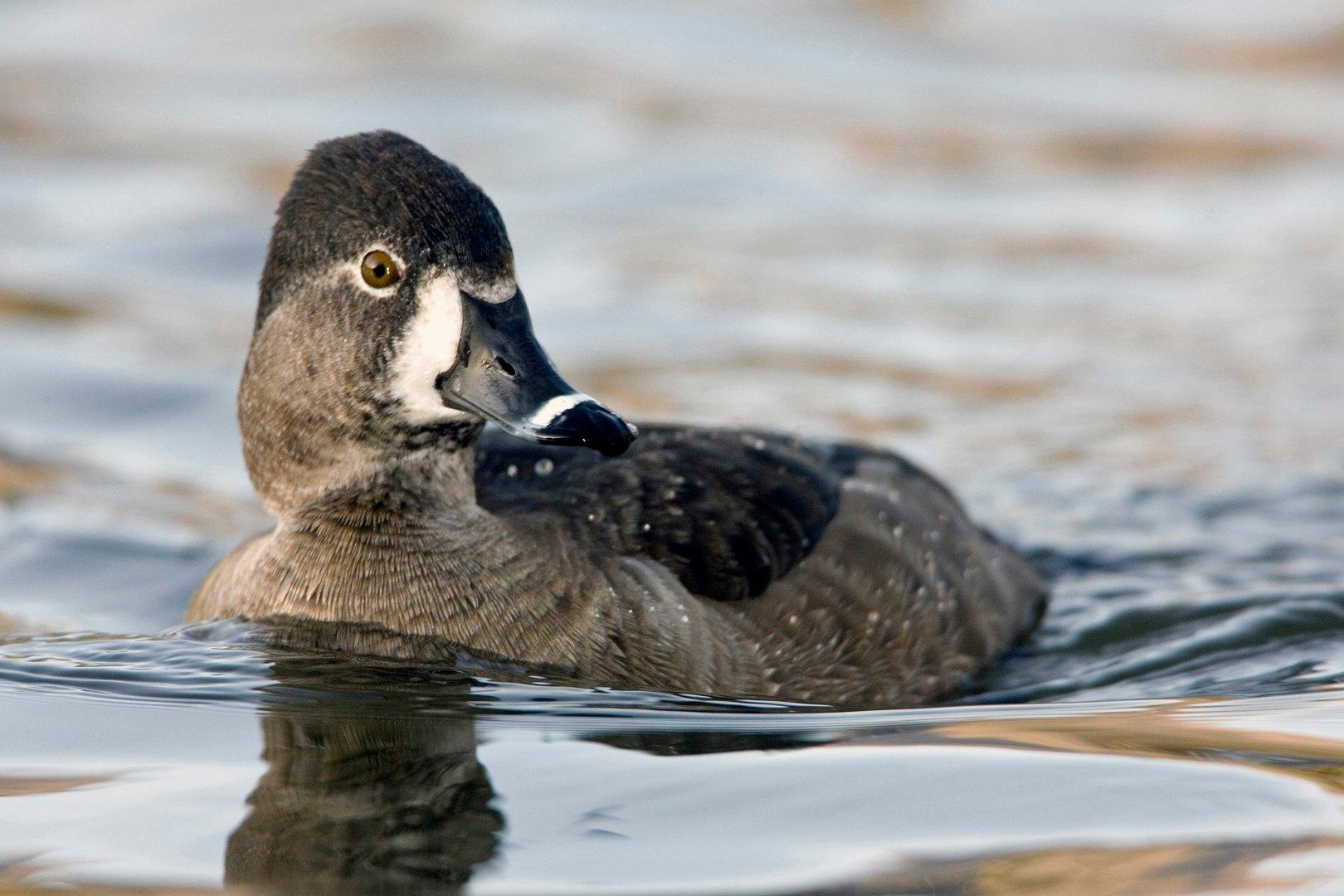 Delta's pioneering ringneck research is revealing much about the movements and patterns of this important duck. Photo © Images on the Wildside