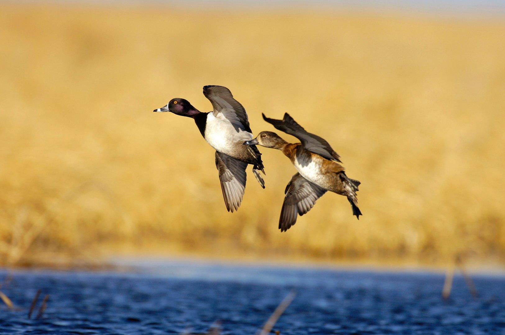 Some marked migrating ringbills have already traveled as far as Canada. Photo © Images on the Wildside