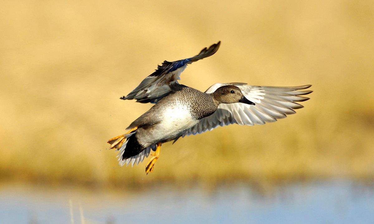 South Dakota/North Dakota