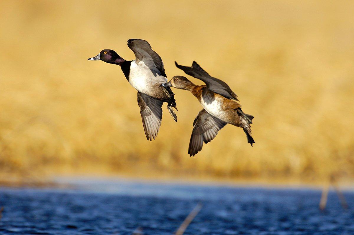 Delta Waterfowl's pioneering ringneck research has already revealed important facts about this little-studied duck. Photo © Images on the Wildside