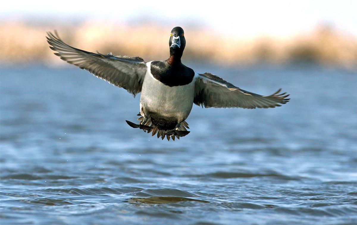 Hunters take quite a few ringnecks every fall, especially in the Atlantic Flyway. Yet biologists know relatively little about the birds. A Delta Waterfowl study is changing that. Photo © Images on the Wildside