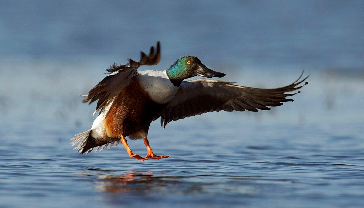 Nowadays, shovelers usually get a free pass. However, that wasn't always the case. Photo © Images on the Wildside