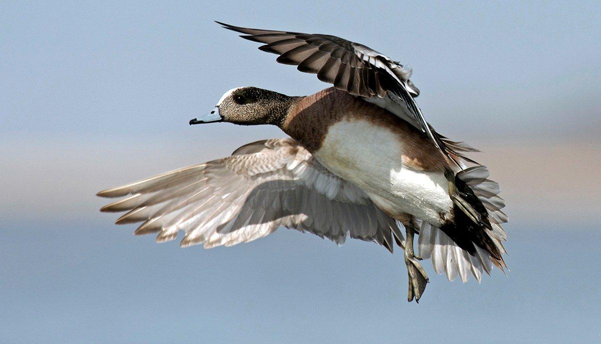 You'll never lack for variety in the Central Flyway. From divers to puddlers to geese, it offers great gunning for everything. Photo © Images on the Wildside