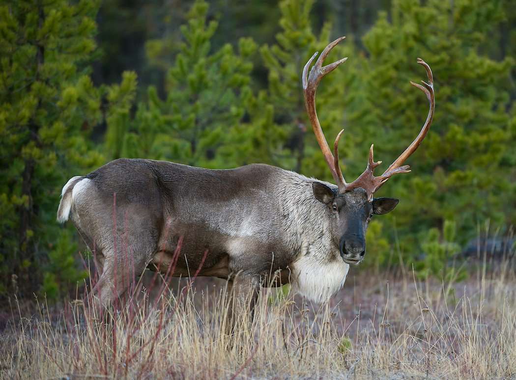 Woodland Caribou