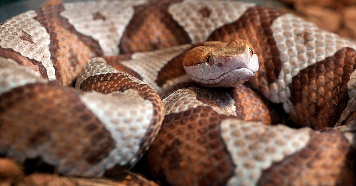 A toddler is recovering after being bitten by a copperhead that was hiding in a toy pile by the family's back door. (© jadimages-Shutterstock)