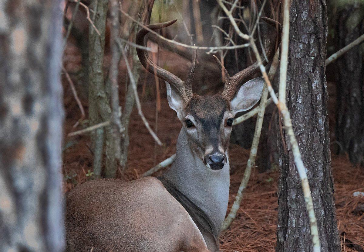 Reset the habitat clock and increase the deer density on your hunting land. (Shutterstock / Jake Daugherty photo)