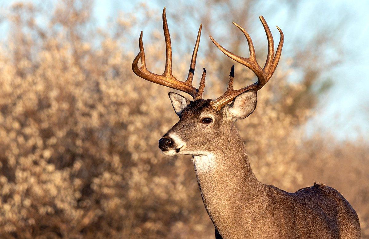 A snapshot of deer hunting headlines from fall 2020. (Image by Jake Daugherty / Shutterstock)