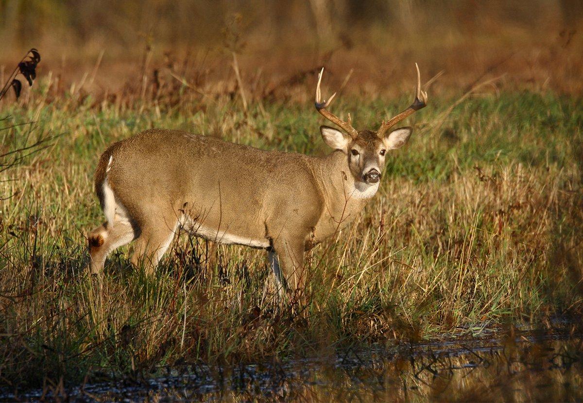 Hoodie – Swamp Buck Camo