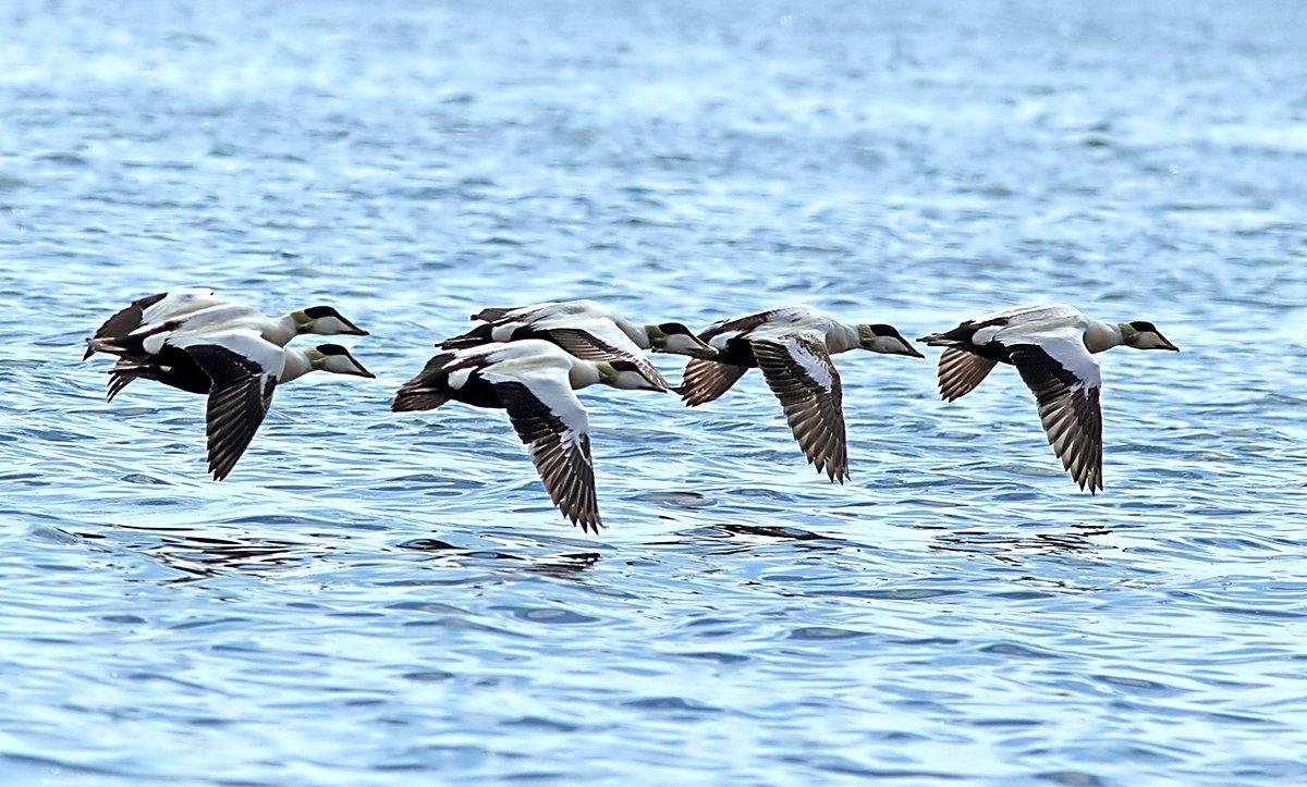 Many bucket-list trips involve birds you probably wouldn't shoot at home, such as eiders. Photo © Jausa/Shutterstock