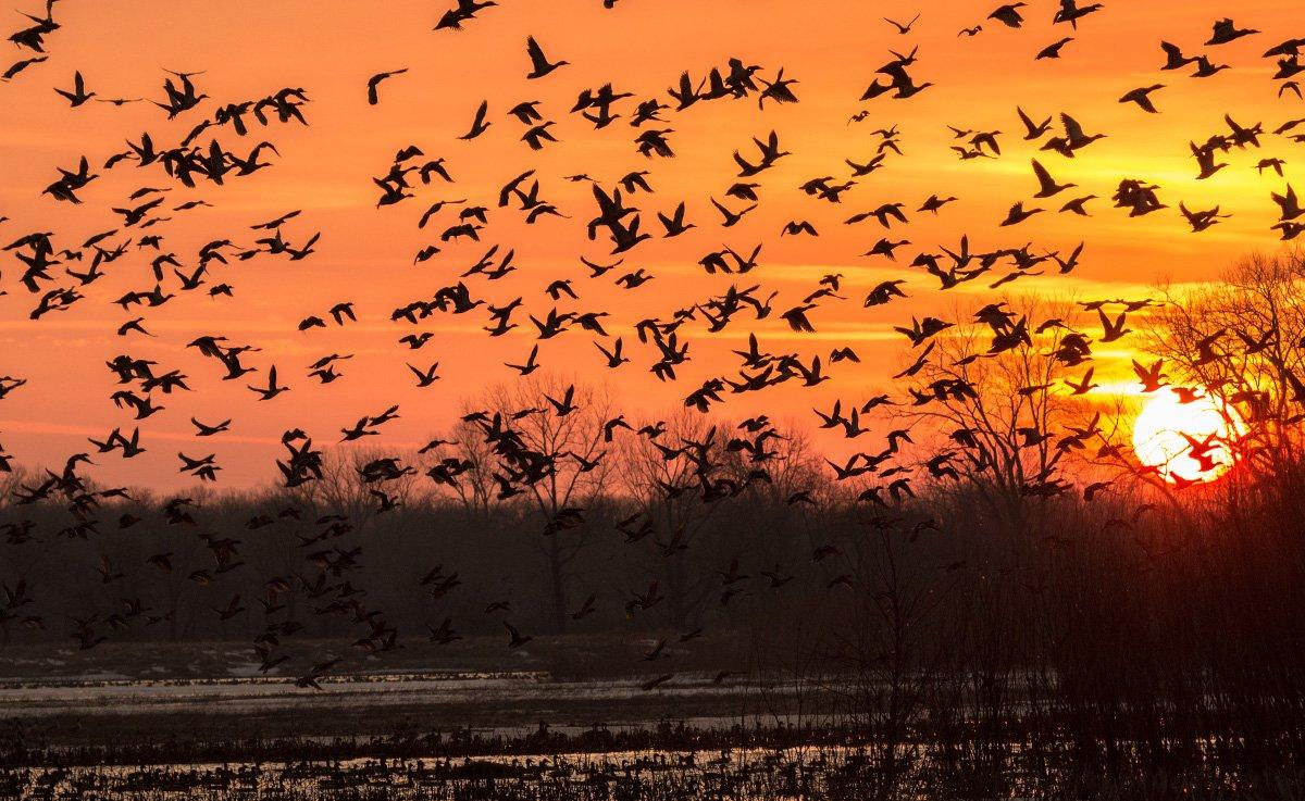 Breeding conditions in many critical areas looked good this spring and summer, so biologists anticipate strong production from many duck species. Photo © Jeff Gudenkauf