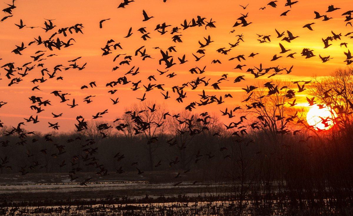 2023 Goose Hunting Outlook - Delta Waterfowl