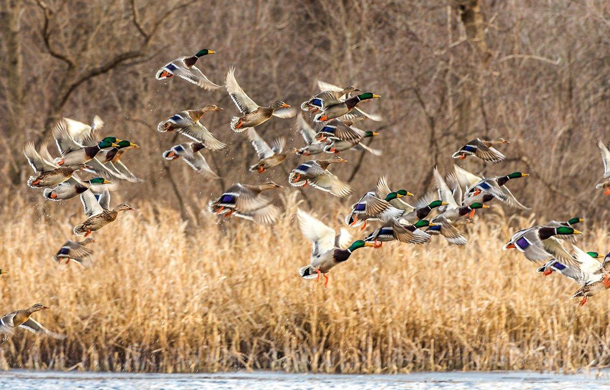 Concealment is always important, but it's especially critical when working big groups of mallards. Check and double-check your hide to make sure you're invisible. Photo © Jeff Gudenkauf