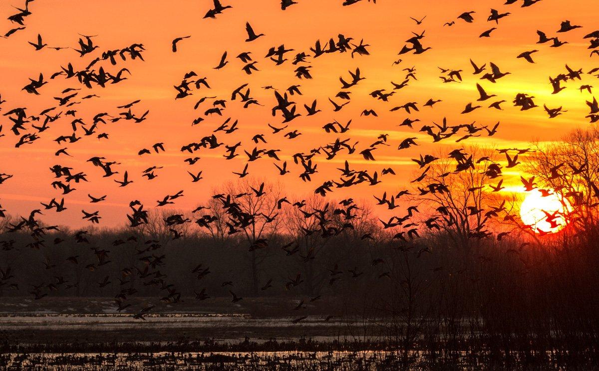 Are those ducks ever going to come off the refuge? Maybe not. Photo © Jeff Gudenkauf