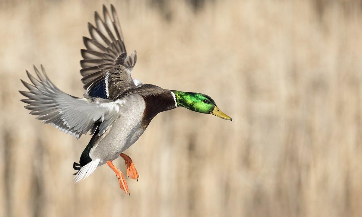 Mallard numbers in the eastern United States have decreased, and federal officials want to reduce hunter harvest. But is their proposal the best approach? Delta Waterfowl believes otherwise. Photo © Jeffrey Weymier/Shutterstock