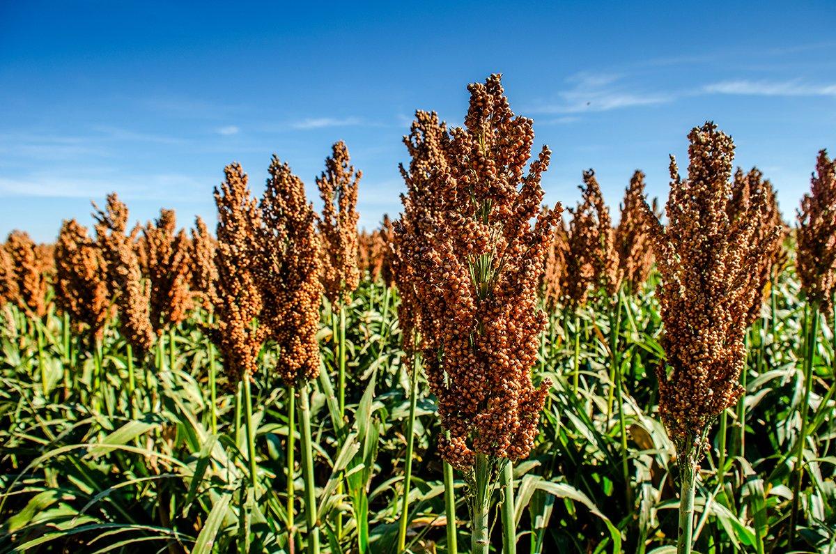 Have you ever planted sorghum for wildlife? (Shutterstock / Jennifer Princ photo)