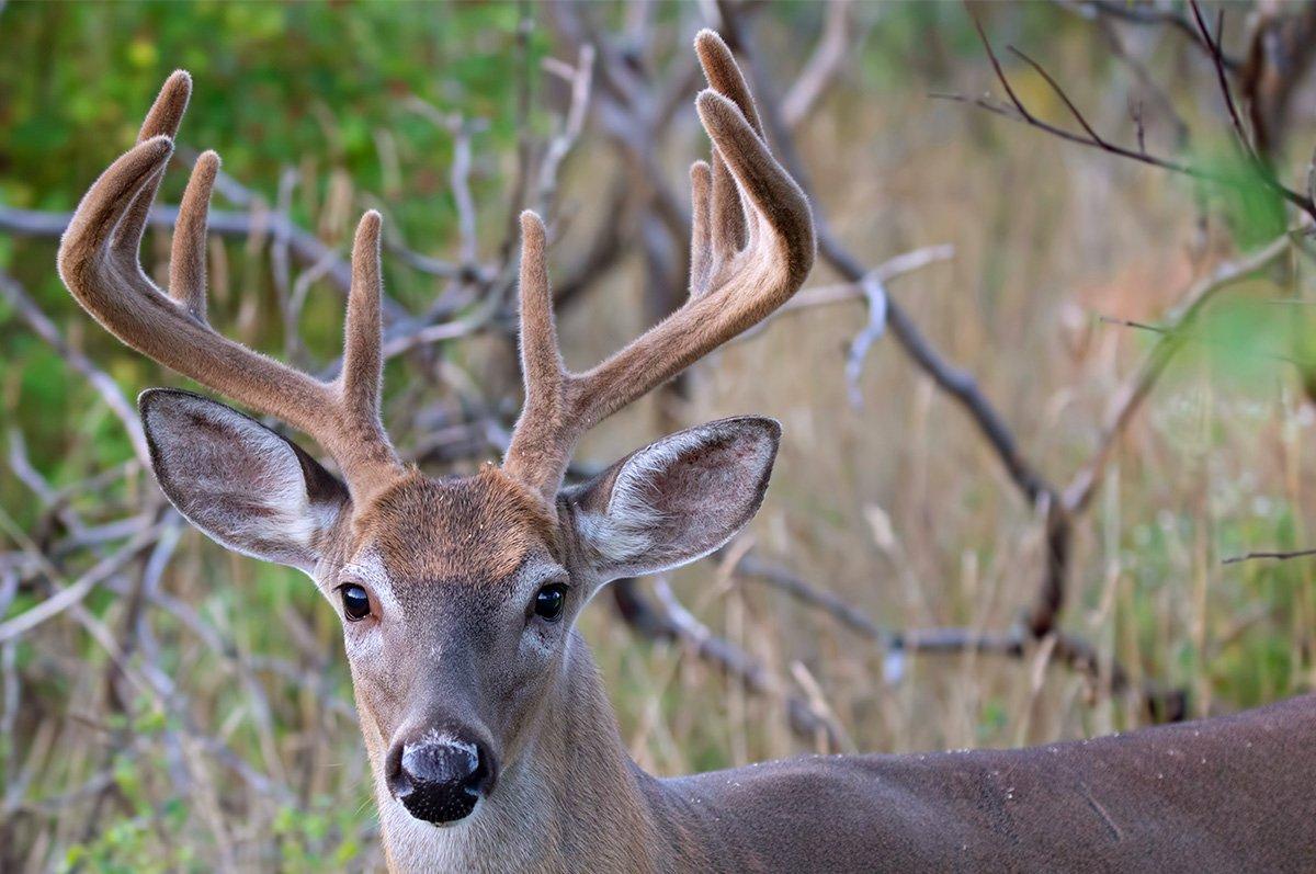 We have the latest in the world of deer hunting news. (Shutterstock / Jim Cumming photo)