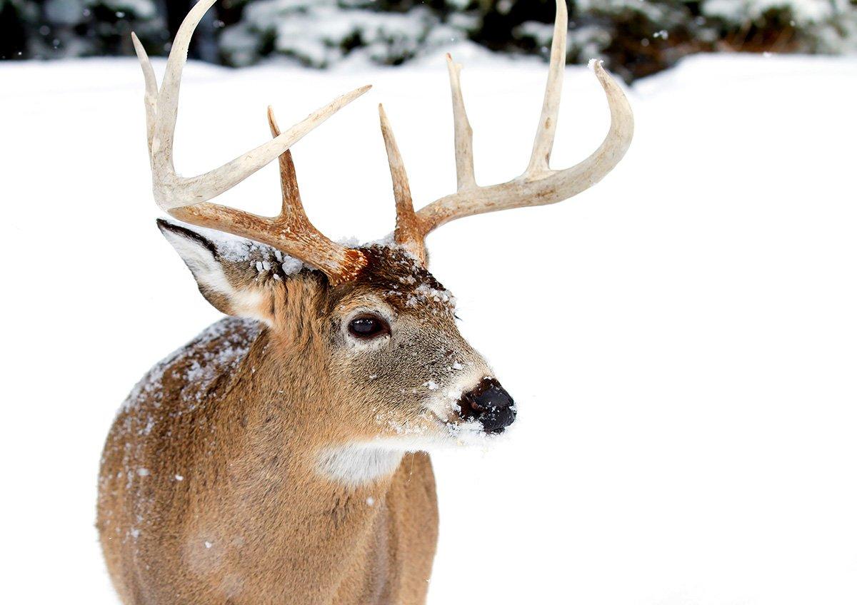 Working around a long season of hunting pressure is key to late-season success. (Jim Cumming / Shutterstock)