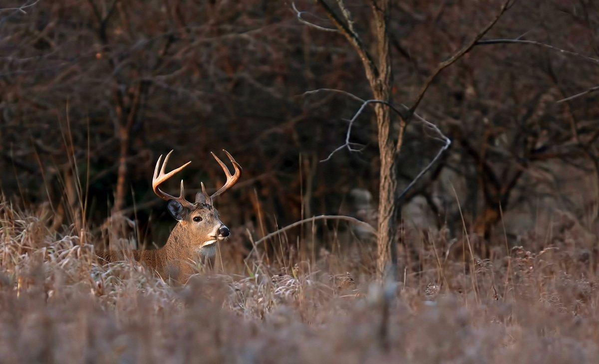 Elk are king of the West, but big whitetails are in good supply, too. (Shutterstock / Jim Cumming photo)