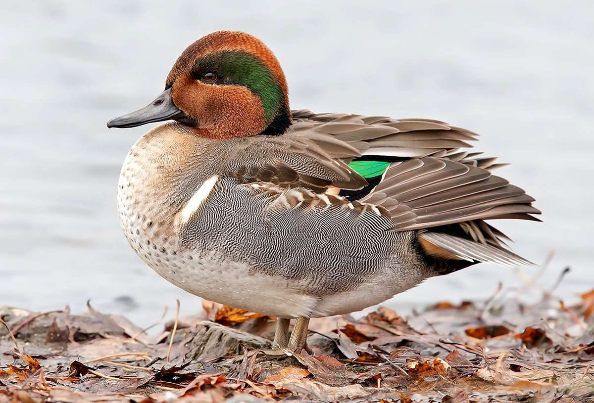 There seems to be no shortage of greenwings and gadwall through the Pacific Flyway, and hunters are taking advantage. Photo © Jim Cumming/Shutterstock