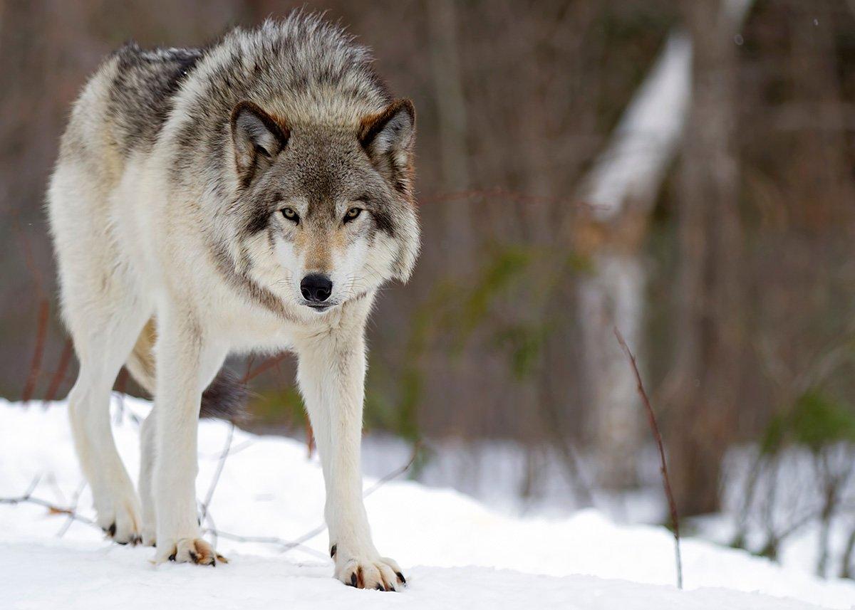 The gray wolf population in Idaho is estimated at around 1,000 animals. ©Jim Cumming-Shutterstock