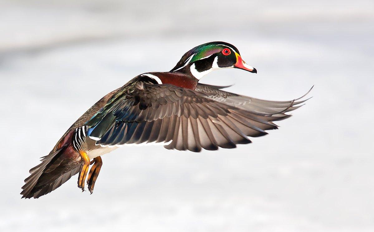 Six wood ducks barreled toward the hole, with a big drake in the lead. The author knew he should have shot immediately, but he froze. Image © Jim Cumming/Shutterstock