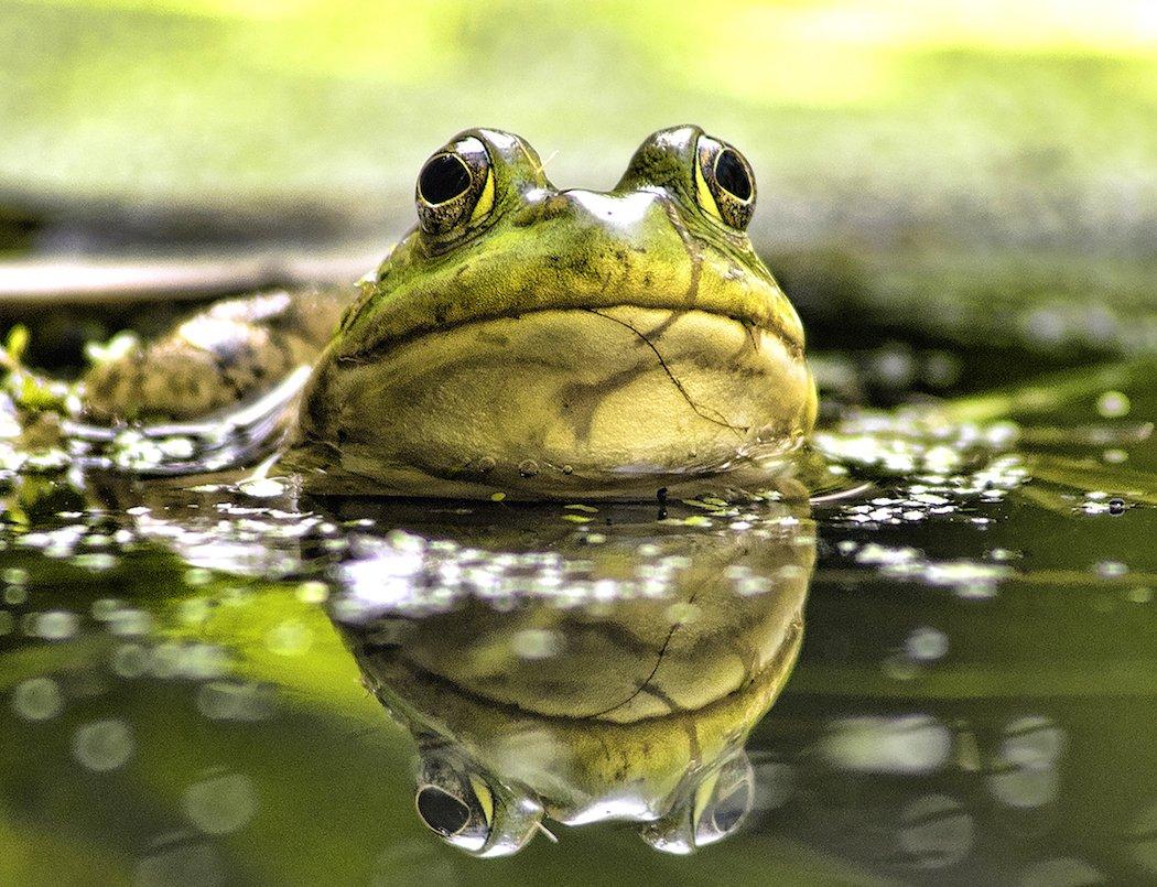 It's hard to beat a mess of frog legs. (Jim Mason/Shutterstock photo)