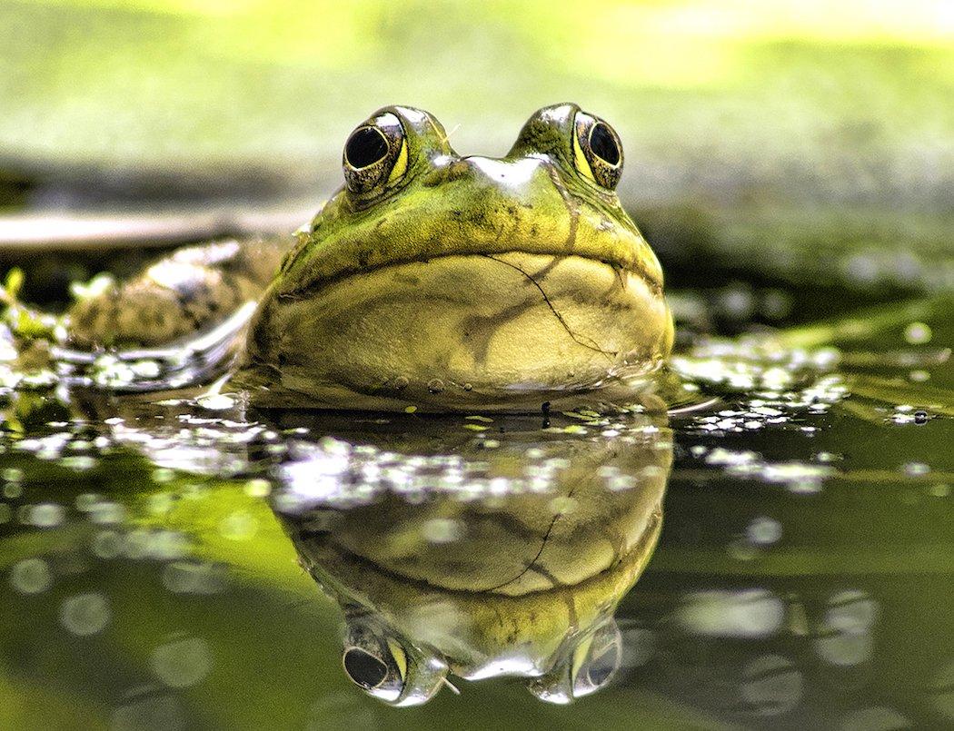 Small Frog White Speckled, Mississippi Made Gifts