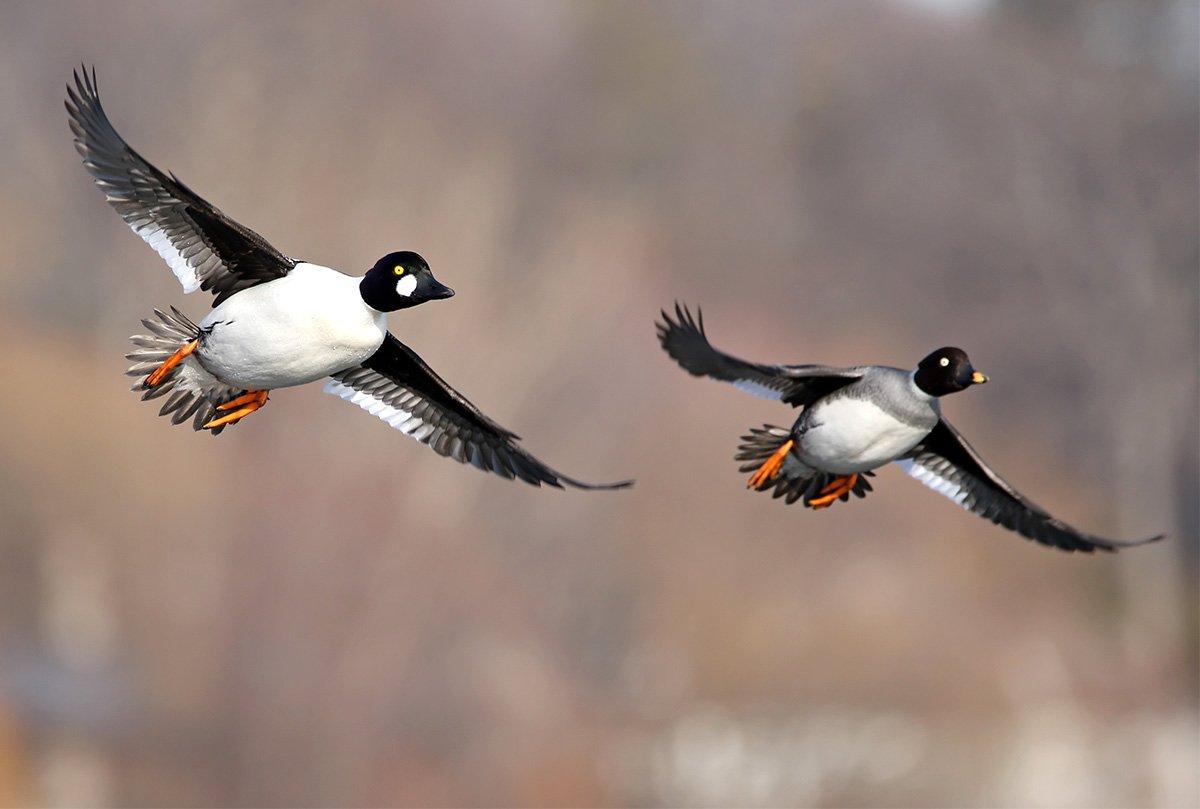 An hour into the hunt, the show really began. Massive flocks of goldeneyes flew south and then began trickling back north in smaller bunches. Photo © Jim Nelson/Shutterstock