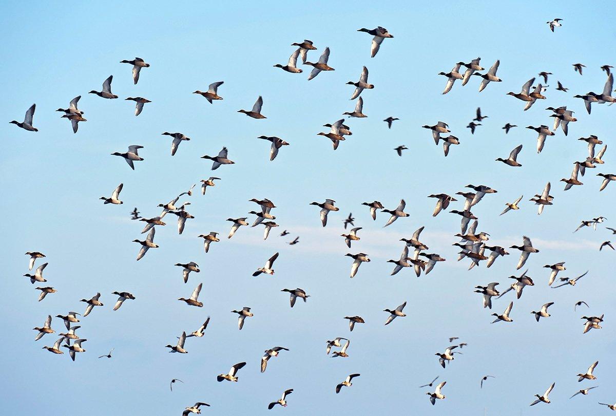Do weather fronts move birds, or is it photoperiodism? Or both? Photo © J. Marijs/Shutterstock