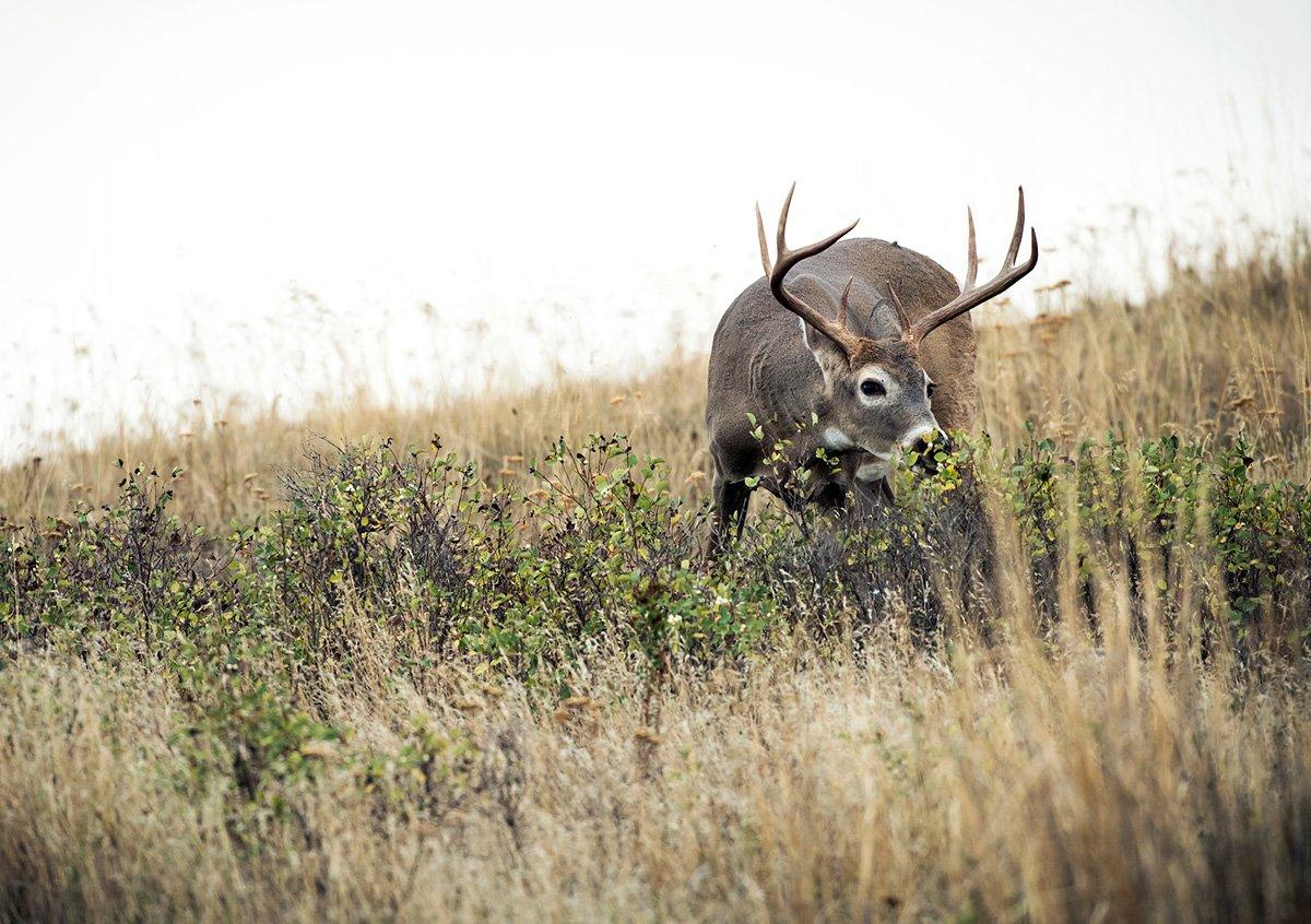 Can't talk deer? Look for non-verbal clues to help fill your next tag. (John Hafner photo)