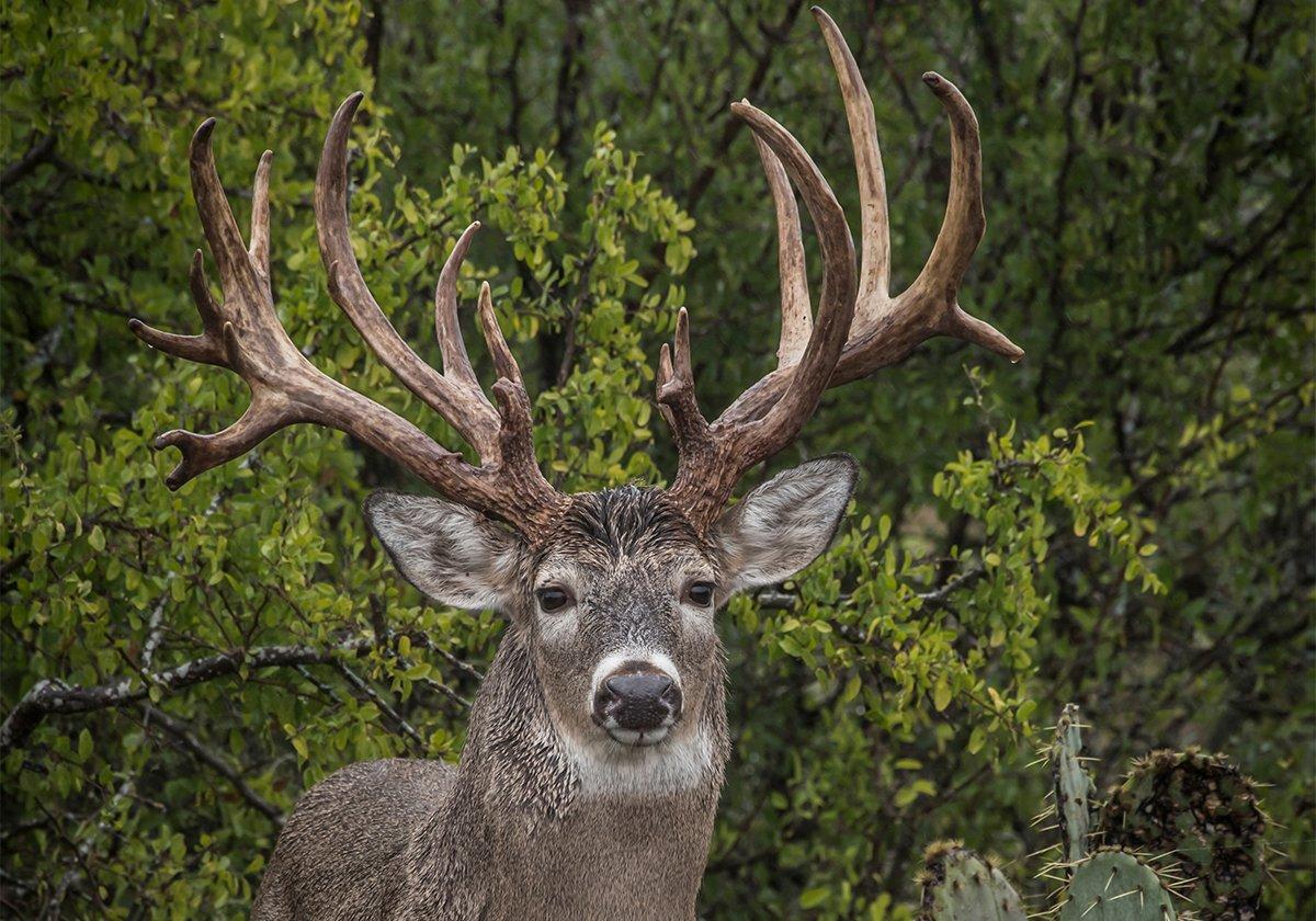 Whitetail bucks aren't carbon copies of one another, but they do share similarities. (John Hafner photo)