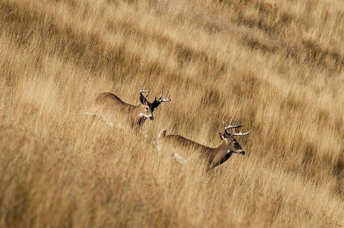 Try your hand at a prairie hunt this season. (John Hafner photo)
