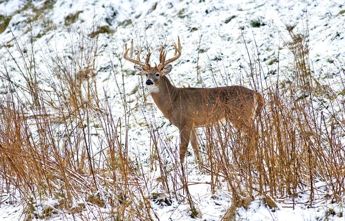 deer in snow