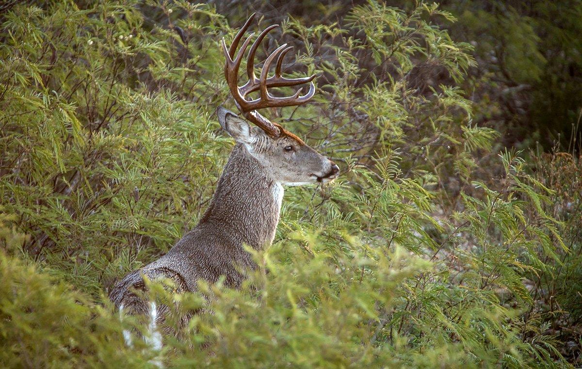 The Southeast is home to some of the country's best deer hunting, but also some of the toughest. (John Hafner Image)