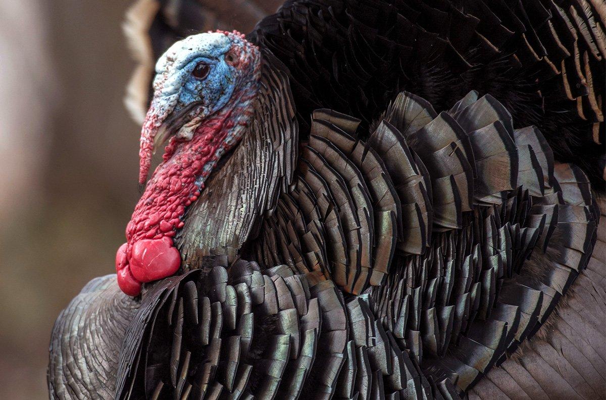 You'll find Merriam's, Rios, Easterns, and hybrid wild turkeys in Western states. Image by John Hafner