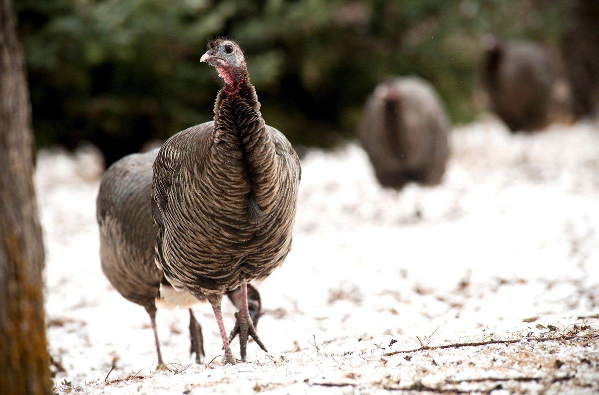 Overall, fall turkey hunter numbers are in decline, with rising interest in the spring tradition. Still, some states enthusiastically market autumn turkey hunts. (© John Hafner photo)