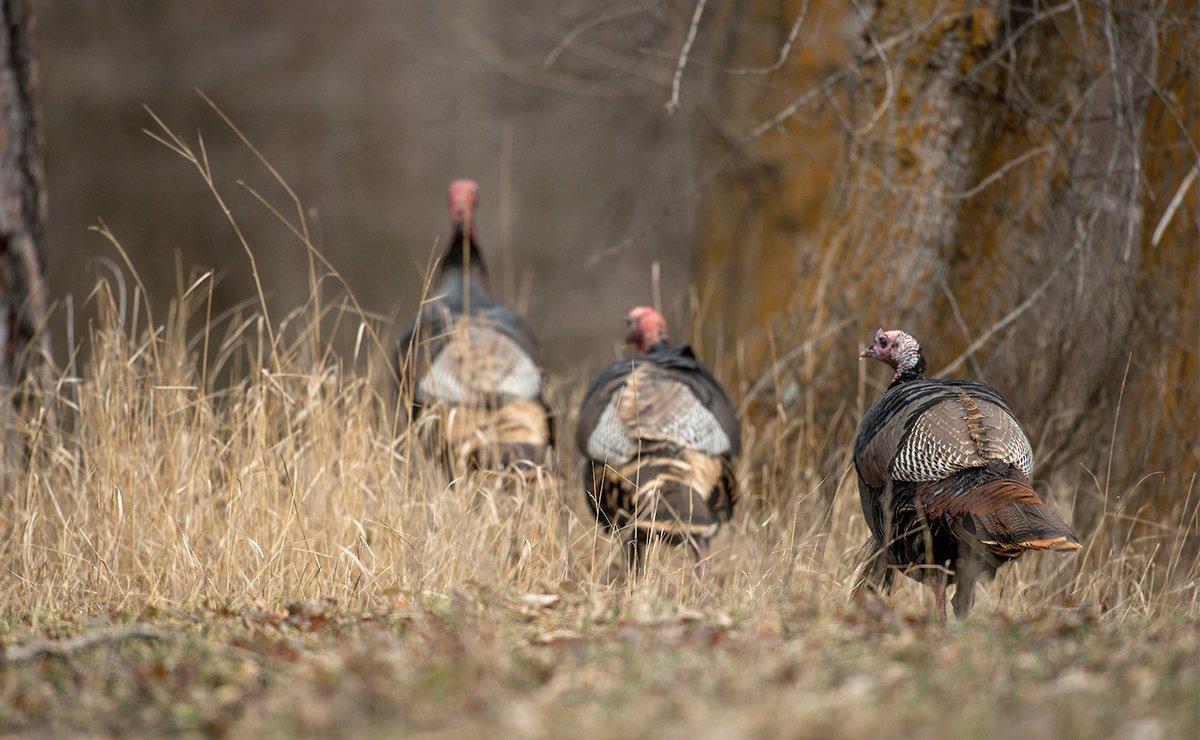 Increasingly, officials are looking at the taking of spring gobblers too early, based on established seasons, as it negatively affects the breeding cycle of hens. (© John Hafner photo)