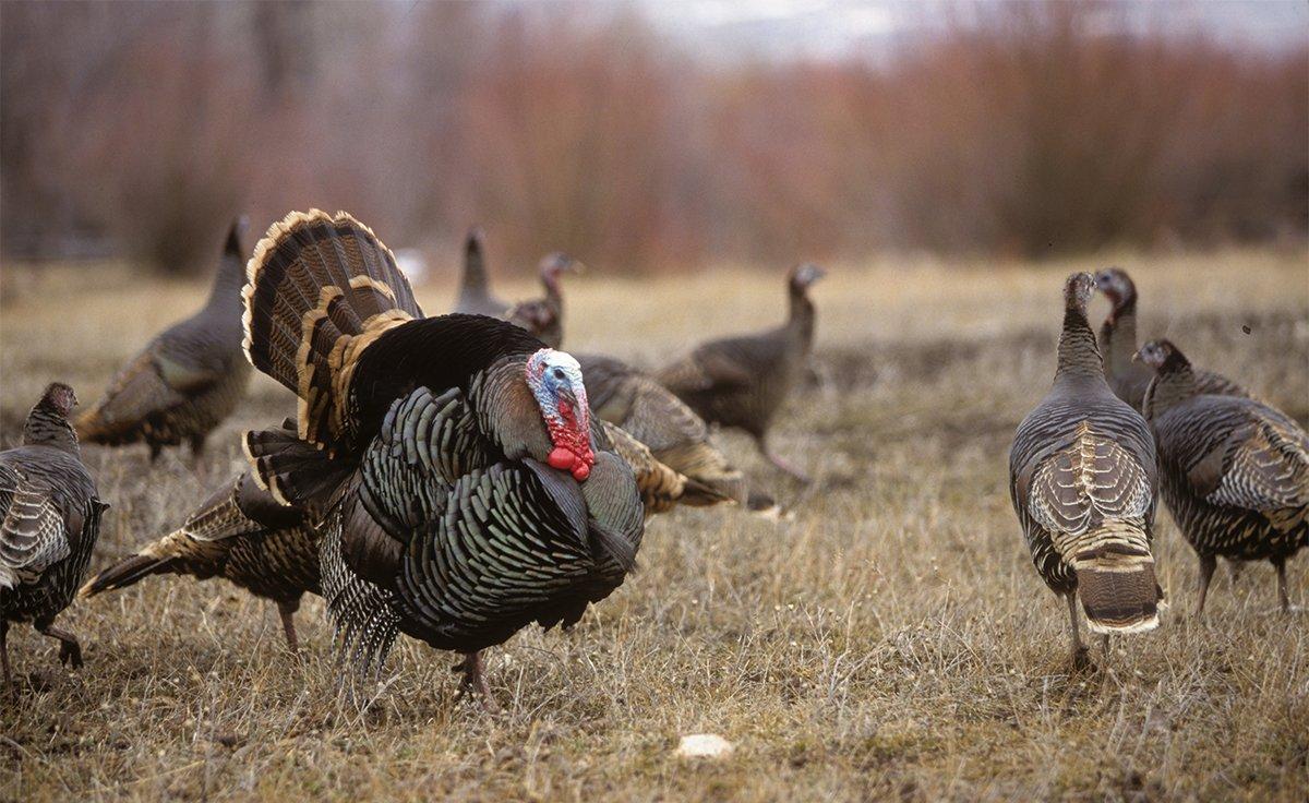 Springtime longbeards often take their marching orders from hens.  © John Hafner photo