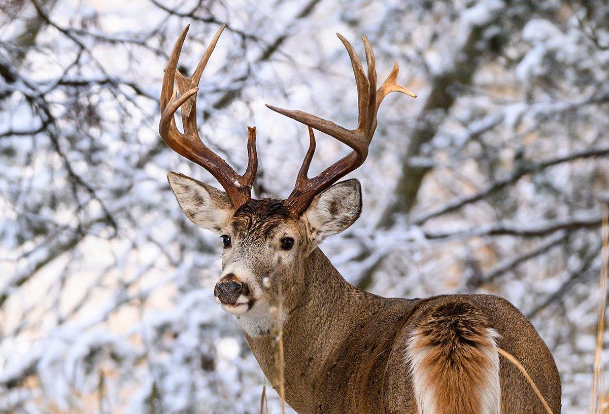 Quality wintertime deer hunting depends on four key things. These include living resident bucks, good food, security bedding and transition routes. (John Hafner photo)
