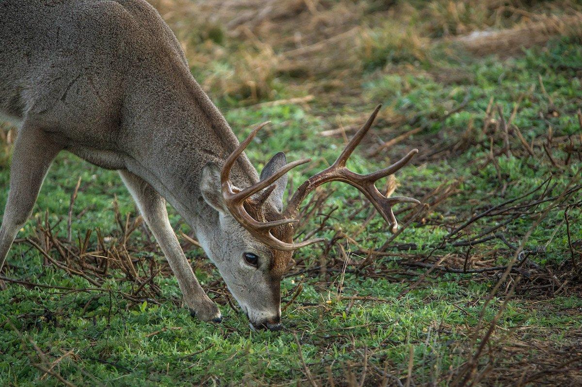 Helping Your Whitetails Through Winter