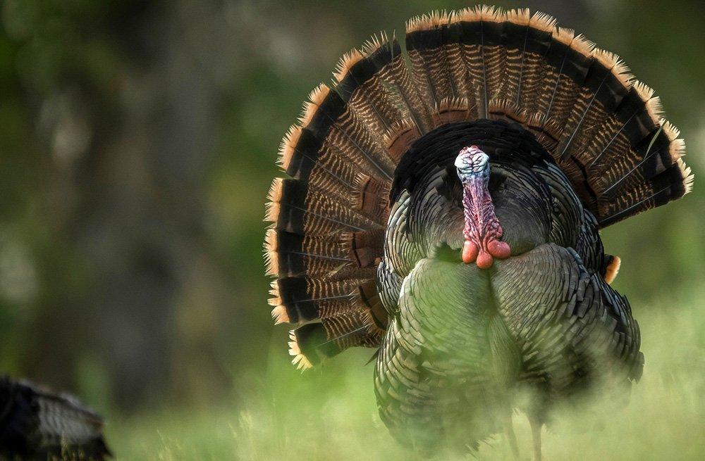 Letting a turkey mince steps in is the thrilling deal I want. © John Hafner photo