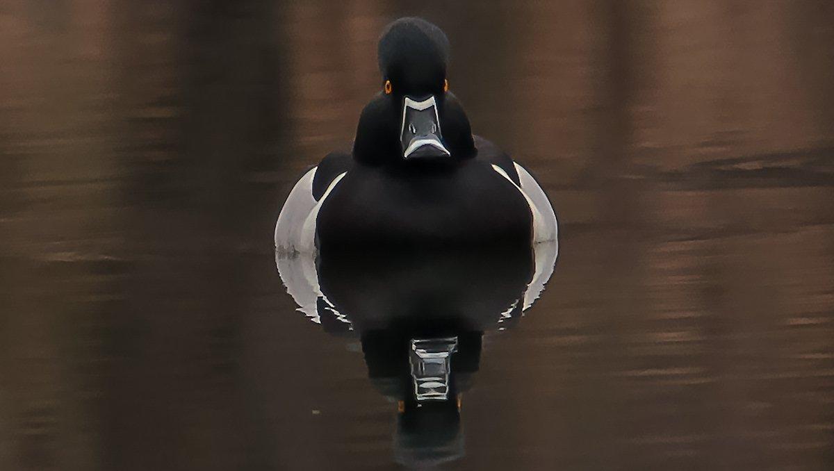 Ringnecks