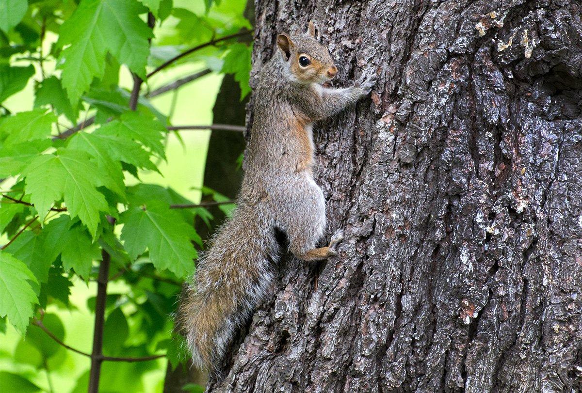 Where to Hunt Spring Squirrels Realtree Camo