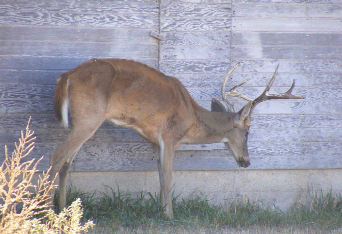 End-stage CWD deer appear sickly, emaciated, and show no fear of humans. Photo courtesy Kansas Department of Wildlife and Parks