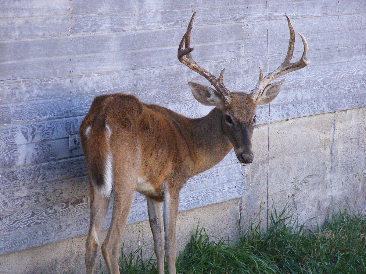 CWD is spreading, and scientists still don't have the answer. (Kansas Department of Wildlife and Parks photo)