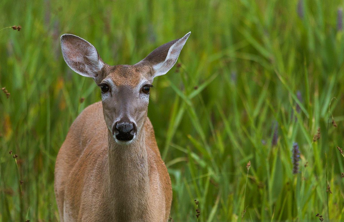 Learn how to avoid shooting fawns. (Shutterstock/Kat Grant Photography photo)